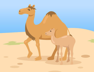 One hump camel mother with colt child walking in desert. Wild dromedary animal family cartoon characters in nature. Flat vector illustration. Egypt landscape concept