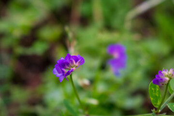 Fototapeta premium Purple Clover