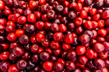 cherry Fruit Background, cherry Texture Pattern