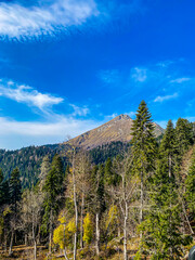 Coniferous pine tree and mountain landscape