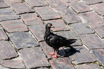 181208 Сальвадор Бразилия El Salvador Brazil