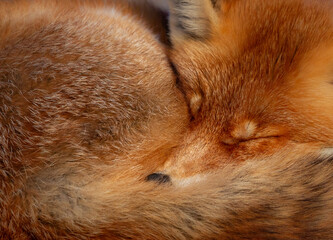 close up of red fox with his eyes closed