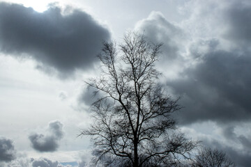 Fototapeta na wymiar tree in the clouds