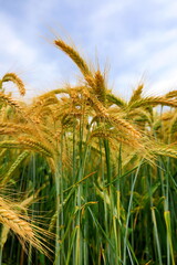 Gerstenfeld im Sommer vor der Ernte