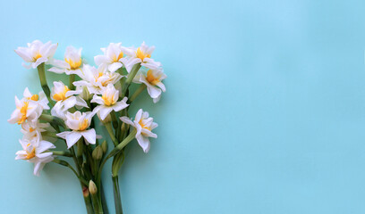 White scented narcissus flowers on blue background, fresh spring bouquet top view,copy space