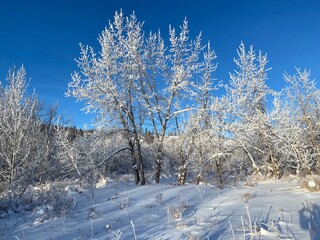 Winter scenery along the parks and walkways of Calgary Alberta
