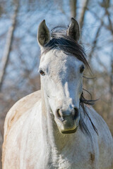 primo piano di un giovane cavallo