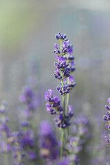 Obraz premium Provence - lavender field