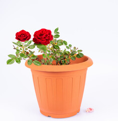 A Pot With Red Roses

