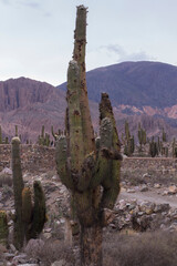 Altiplano cultural landscape. Giant cactus Echinopsis atacamensis, growing in the arid desert aboriginal civilization city ruins. The ancient fortification remains in the mountains. 