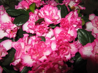 Blossom plants of large pink terry romantic Begonia flowers.