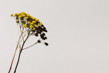 Dried yellow flower tansy over beige pastel background with trendy shadow and sunlight. Minimal summer template with copy space. Flat lay, top view.