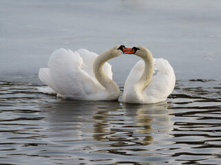 Swans courting on a lake