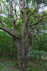 Gran arbol o Big tree en la Isla o Island de Hovedoya en la ciudad de Oslo, pais de Noruega o Norway