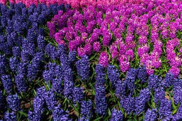 Fototapeta na wymiar hyacinth flowers close-up in the garden