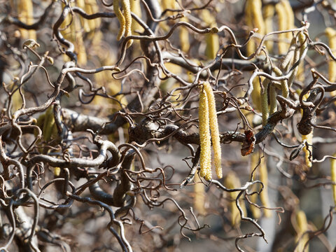 Corkscrew hazel tree (Corylus avellana 'Contorta'), twisted stemmed ornamental shrub growing in spirals and garnished with yellow catkins hanging on bare branches in late winter