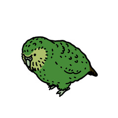 可愛い鳥のカカポ