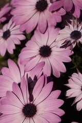 White and purple daisy.Botanical concept