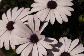 White and purple daisy.Botanical concept