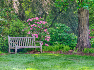 Hydrangea shrub and park bench.