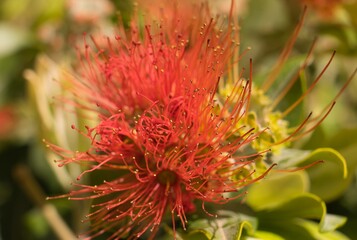 Red flower Background. Metrosideros Excelsa. Botanical and nature concept.