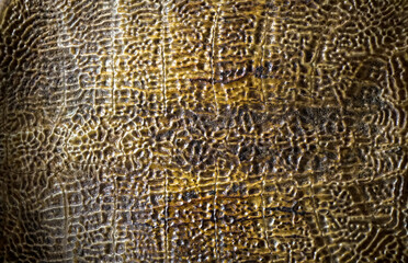 Turtle belly, pattern. Used to make the background.