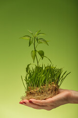 Woman holding in hand part of the lawn with green grass and growing plant, a symbol of ecology protection. Earth day, ecosystem recovering plan.