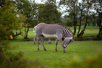 Zebra in the wild