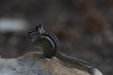 Obraz premium chipmunk eating on a rock in Great Basin National Park in the early morning