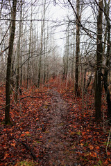 autumn forest in the morning