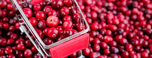 Shopping Trolley with ripe fresh cranberries as natural, food, berries, buying vitamins banner....