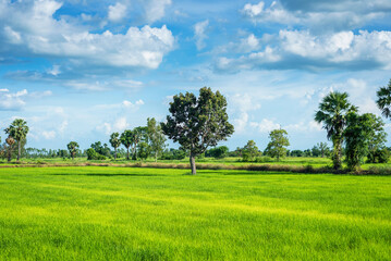 Fototapeta na wymiar Central tree green rice paddy fields