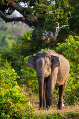Naklejka premium Asiatic Elephant bull in musth as it chases everything around the waterhole.