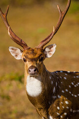 Spotted Deer Stag walking along the plains in Sri Lanka