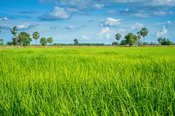 Green rice paddy fields and blue sky