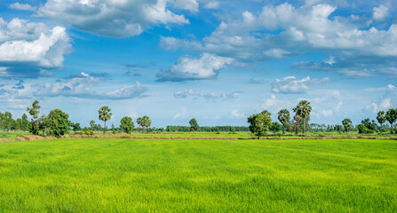 Green rice paddy fields and blue sky