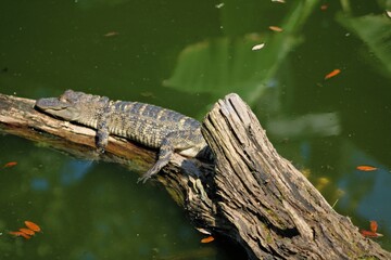 Small Alligator Resting On Log In Water