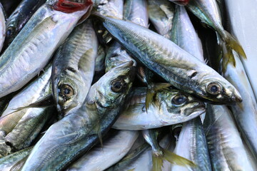 Horse mackerel on a fish counter in Istanbul