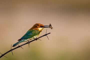 Chestnut-headed bee-eater sitting on a branch with an insect in its mouth
