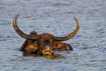 Fototapeta premium Asiatic water buffalo resting in the cool water