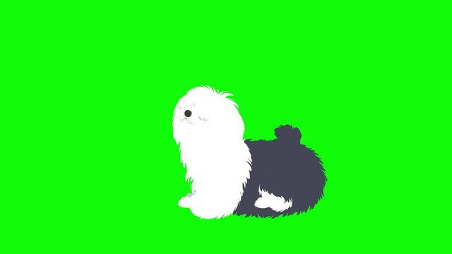 Maltese dog barking and snarling animation. Cartoon video clip in high resolution with green background.