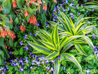 Flowers in a garden setting.