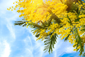 Beautiful bright mimosa flowers outdoors on sunny day