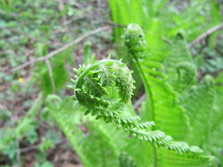 Bracken a genus of large, coarse ferns common to the United Kingdom