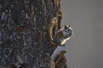 backlit chipmunk in early sunlight Great Basin National Park