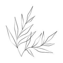 Vector Illustration of Elegant Botanical Line Art. Good for Cover, Poster, Card, and other.