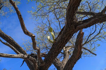 A cactus plant stalks grew out of the wood trunk of a mesquite tree in the Tonibabi ejido in Sierra...
