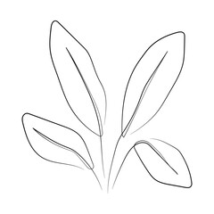 Vector Illustration of Elegant Botanical Line Art. Good for Cover, Poster, Card, and other.