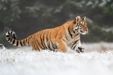 Fototapeta na wymiar Running young siberian tiger from a side view. Winter scene in natural habitat
