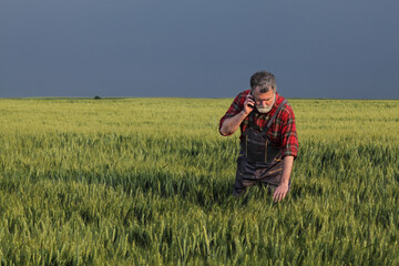Farmer or agronomist  inspecting quality of wheat plants in field and speaking by mobile phone, agriculture in spring